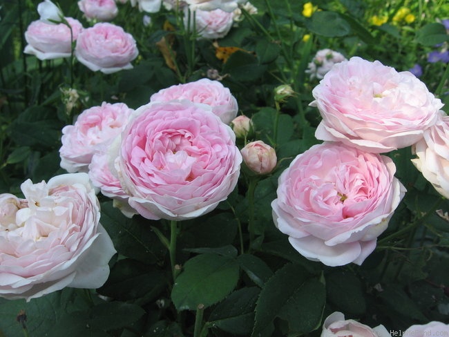 'Duchesse De Montebello (hybrid China, Laffay, 1824)' rose photo