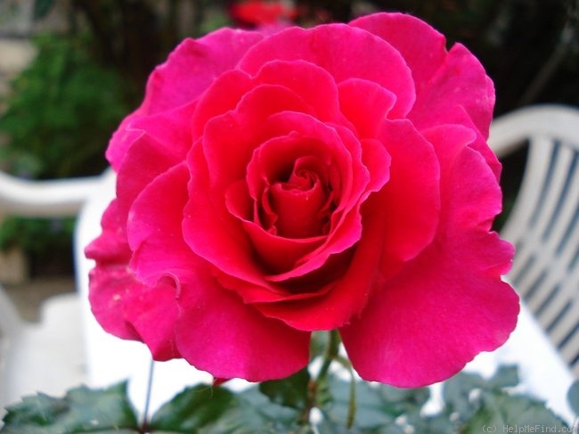 'France Bleu ®' rose photo