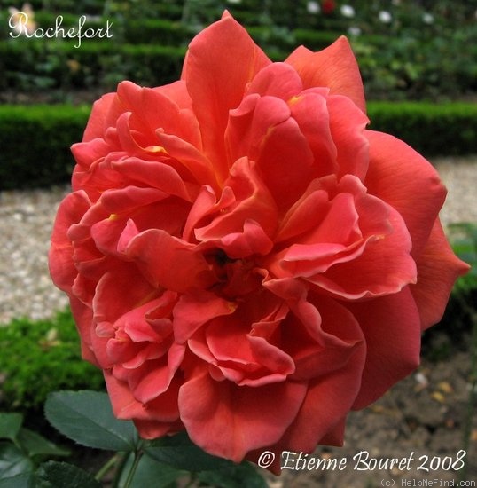 'Rochefort' rose photo