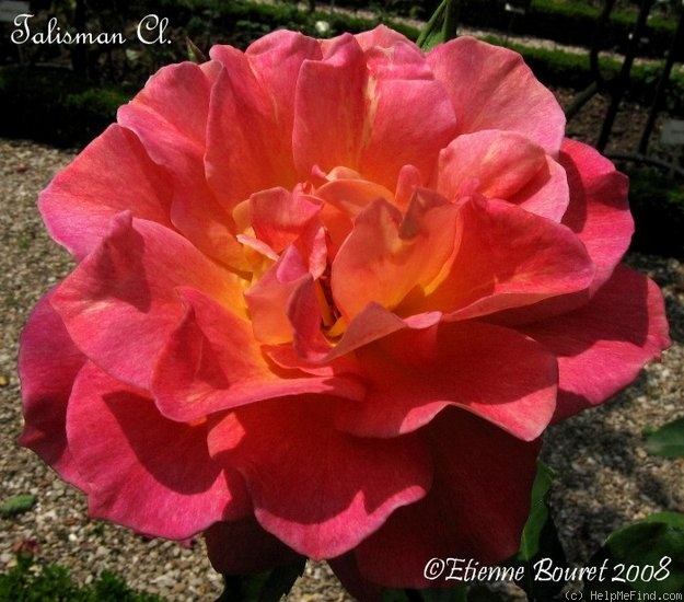 'Talisman, Cl.' rose photo
