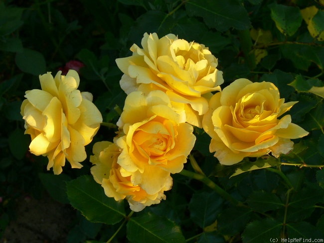 'Rimosa ®, Cl.' rose photo