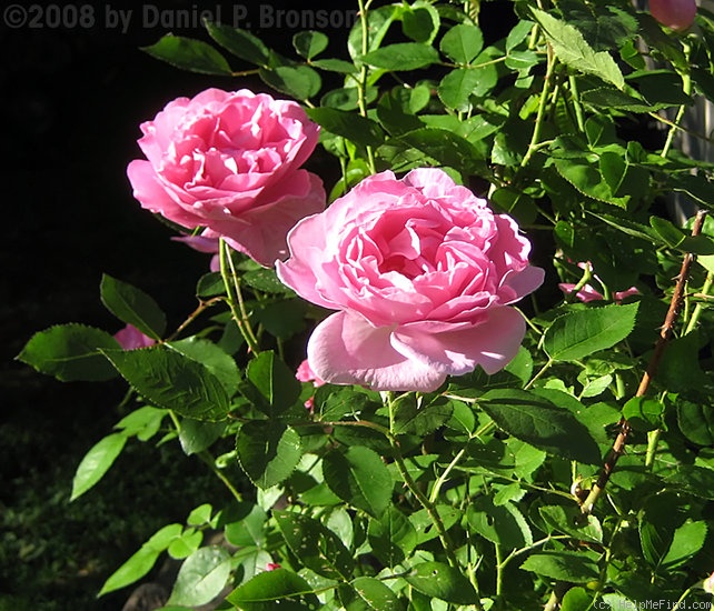 'Mary Rose ®' rose, click to enlarge 'Mary Rose ®' rose photo