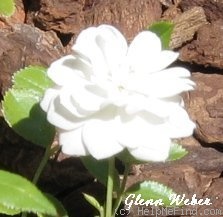 'Whiteout' rose photo