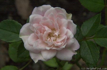 'Pink Frostfire' rose photo