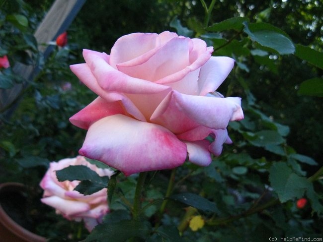 'Elizabeth Park Centennial' rose photo