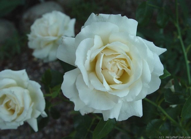 'Exciting (hybrid tea, Harkness 2005)' rose photo