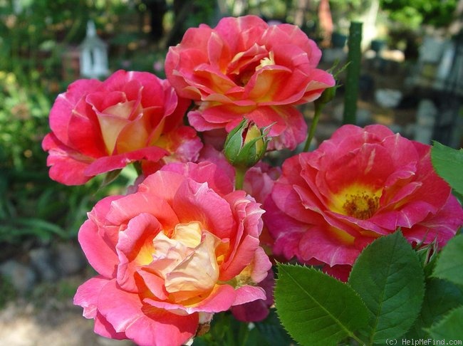 'Meilland Decor Arlequin ®' rose photo