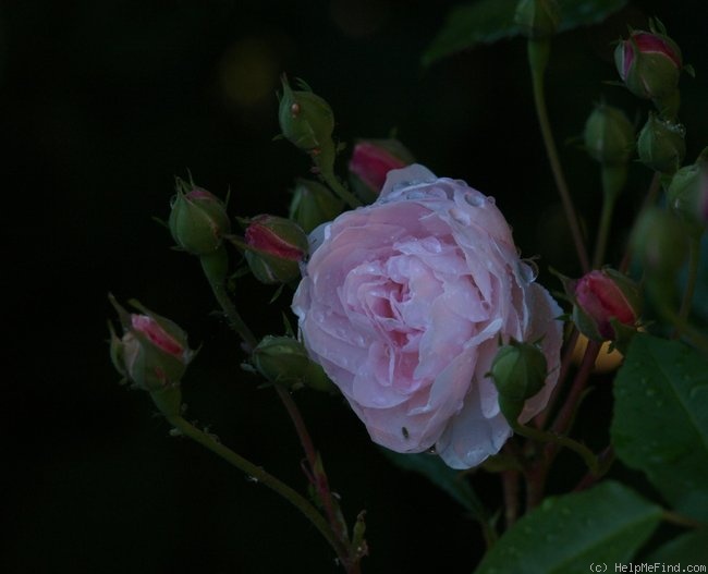 'Blush Noisette' rose photo