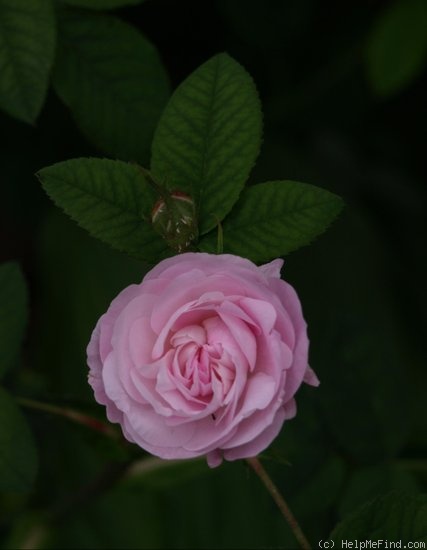 'Blush Damask' rose photo