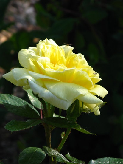 'Dakota Sun' rose photo