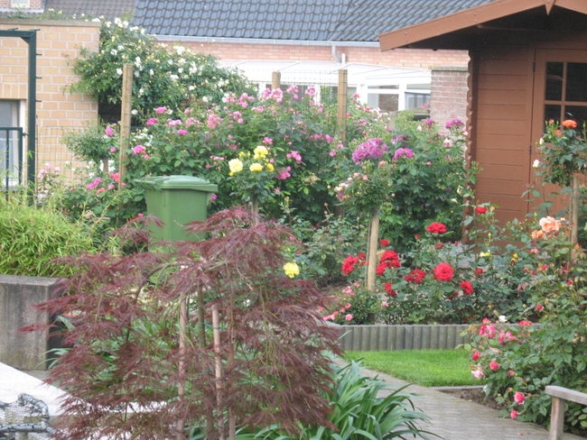 'Rose Garden Hakuna Matata'  photo
