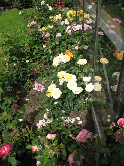 'Rose Garden Hakuna Matata'  photo