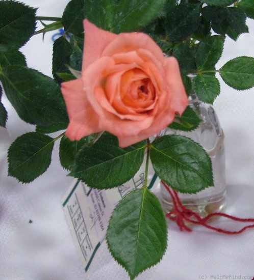 'Angel Pink ™' rose photo