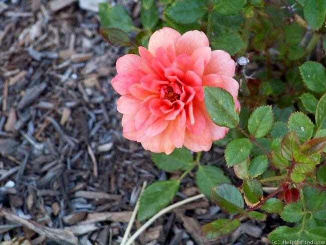 'Amber Gem' rose photo