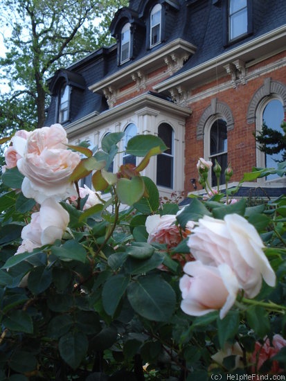 'Evelyn ™ (shrub, Austin 1991)' rose, click to enlarge 'Evelyn ™ (shrub, Austin 1991)' rose photo