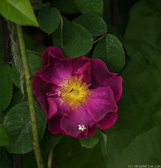 'La Belle Sultane' rose photo