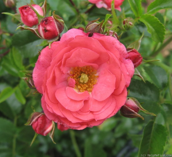 'Afterglow (shrub, Williams, 2004)' rose photo
