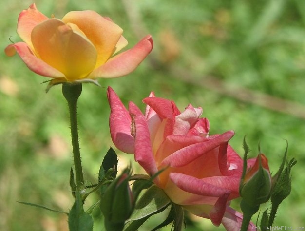 'Joseph's Coat' rose, click to enlarge 'Joseph's Coat' rose photo