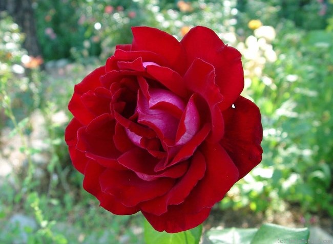 'Aleluia' rose photo
