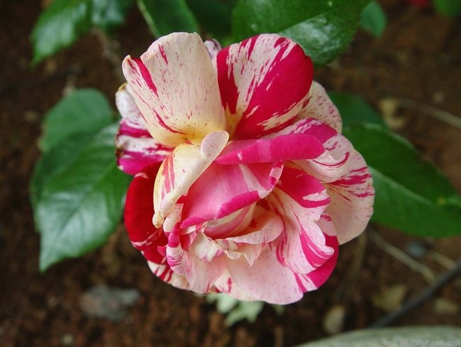 'Brocéliande ® (Hybrid Tea, Adam 2000)' rose photo