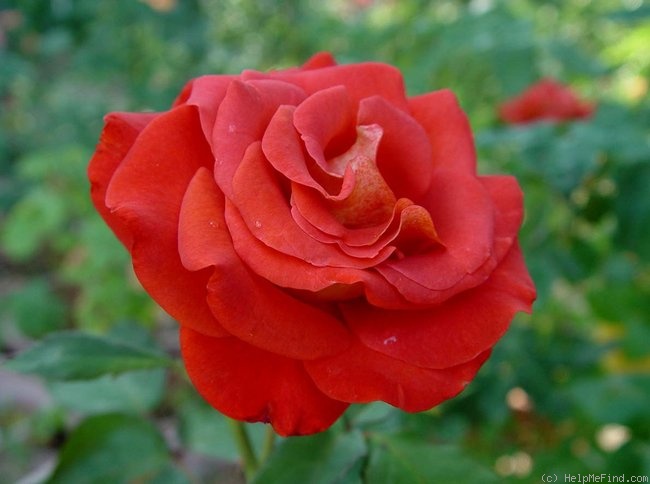 'Estelle de Meilland ®' rose photo