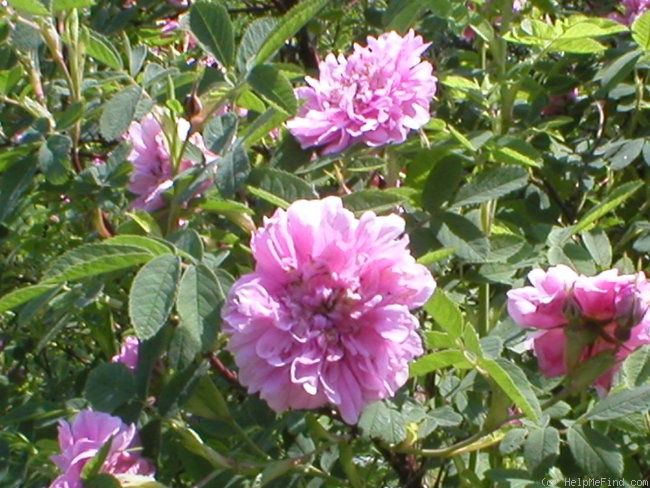 'Foecundissima' rose photo