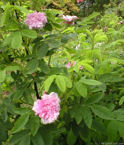 'Foecundissima' rose photo