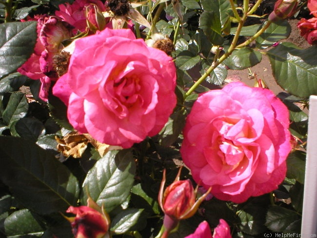 'Bobravka' rose, click to enlarge 'Bobravka' rose photo