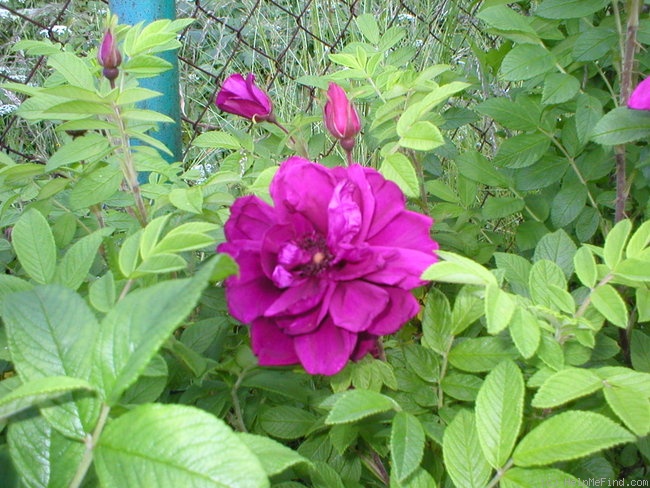 'Rotes Phänomen' rose photo