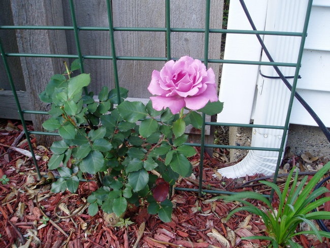 'Illinois garden with roses'  photo