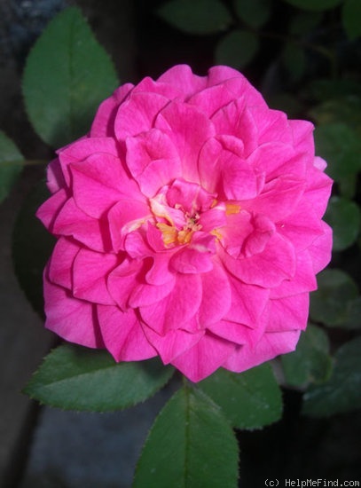 'RBXLYN' rose photo
