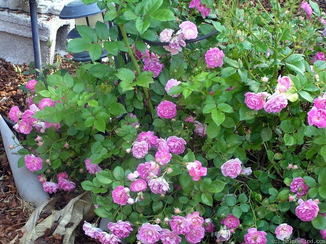 'Sweet Pea (Polyantha, Shoup, 2006)' rose photo