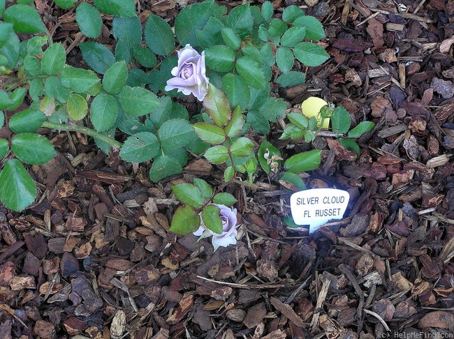 'Silver Cloud (Floribunda, Moore, 1990)' rose, click to enlarge 'Silver Cloud (Floribunda, Moore, 1990)' rose photo