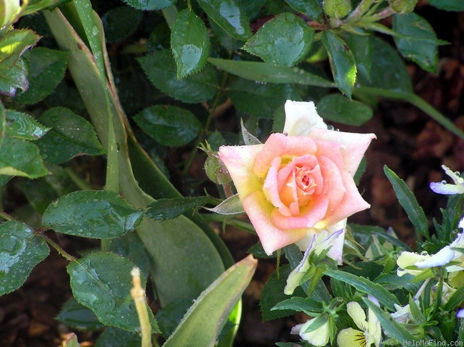 'George's Pride ™' rose photo