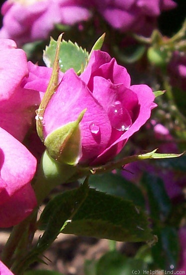 'Twilight Skies' rose photo