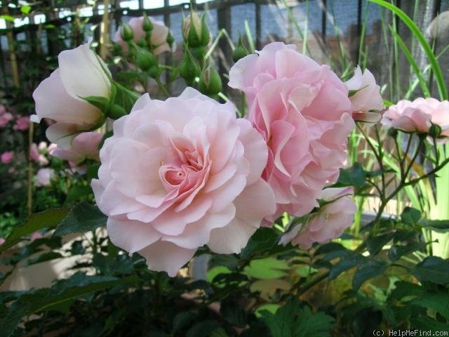 'Rosario ®' rose photo