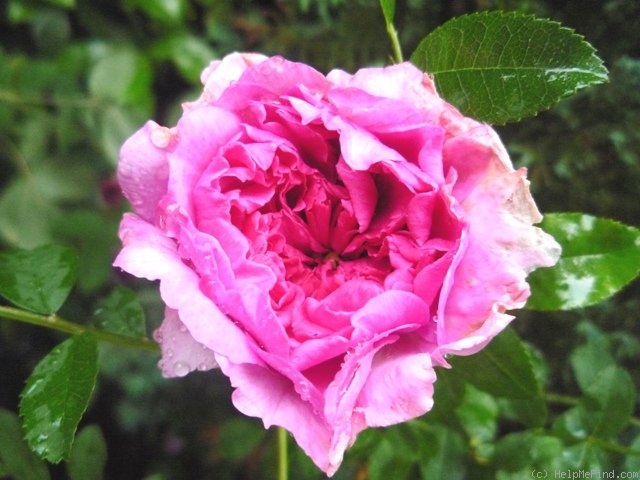 '<i>Rosa roxburghii</i> 'fiore pieno'' rose photo