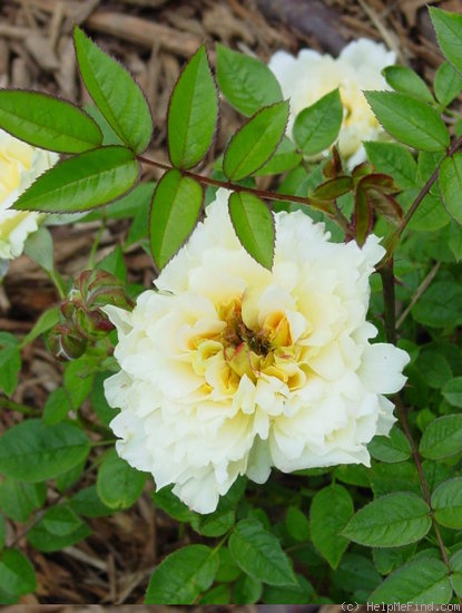 'Lemon Pearls' rose photo