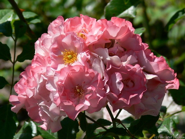 'Jacky's Favorite' rose photo
