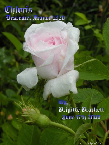 'Chloris (alba, Descemet, pre 1815)' rose photo