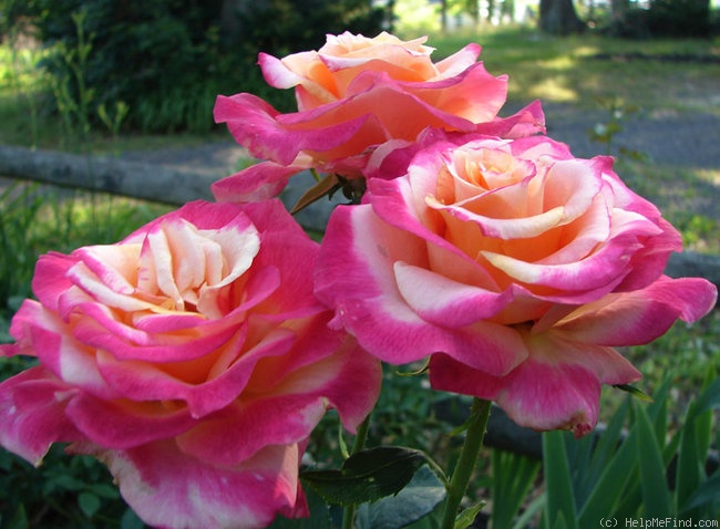 'Heart of Gold (grandiflora, Dykstra, 1997)' rose, click to enlarge 'Heart of Gold (grandiflora, Dykstra, 1997)' rose photo
