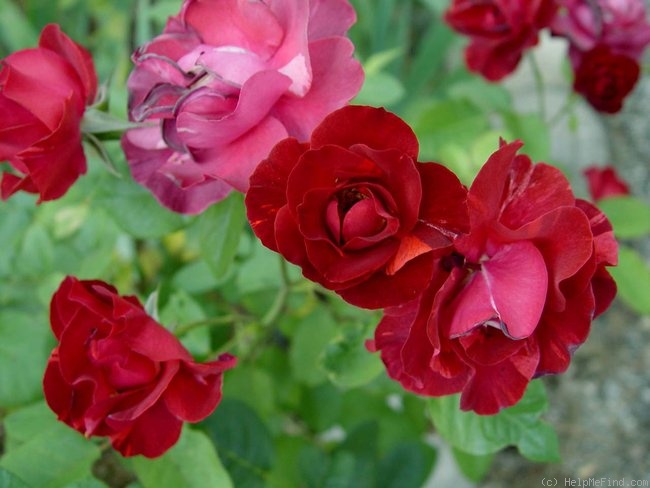 'Rusty (floribunda, Certified Roses, 2003)' rose photo