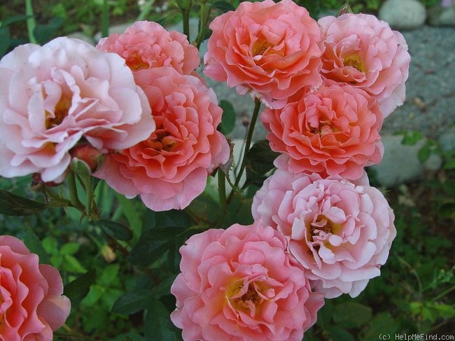 'Tea Time (hybrid tea, Evers/Tantau, 1994)' rose photo
