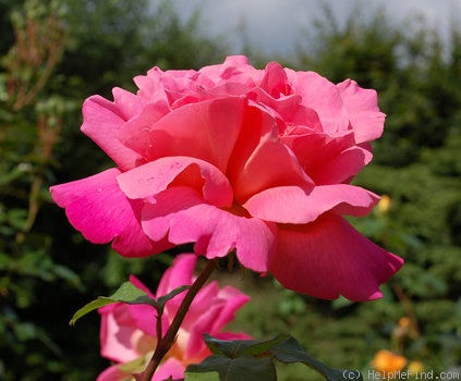 'Argovia' rose photo