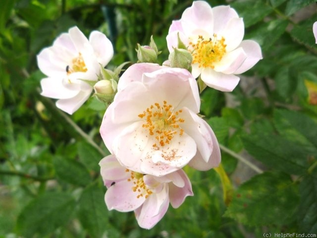 'Apple Blossom (Hybrid Multiflora, Burbank, 1932)' rose photo