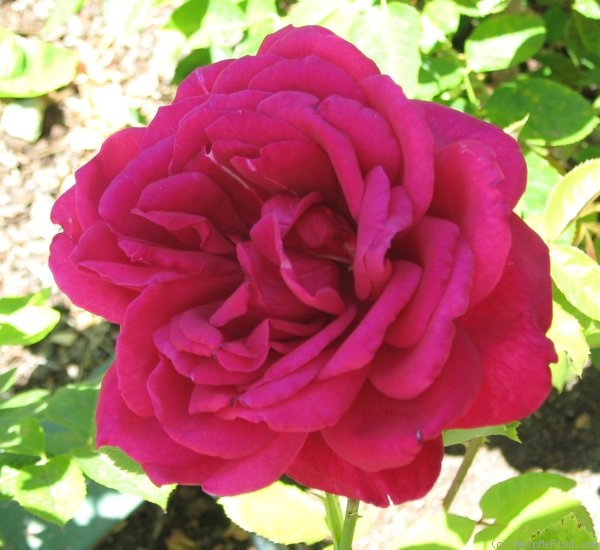 'El Capitan' rose photo