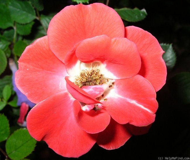 'Gizmo™' rose photo