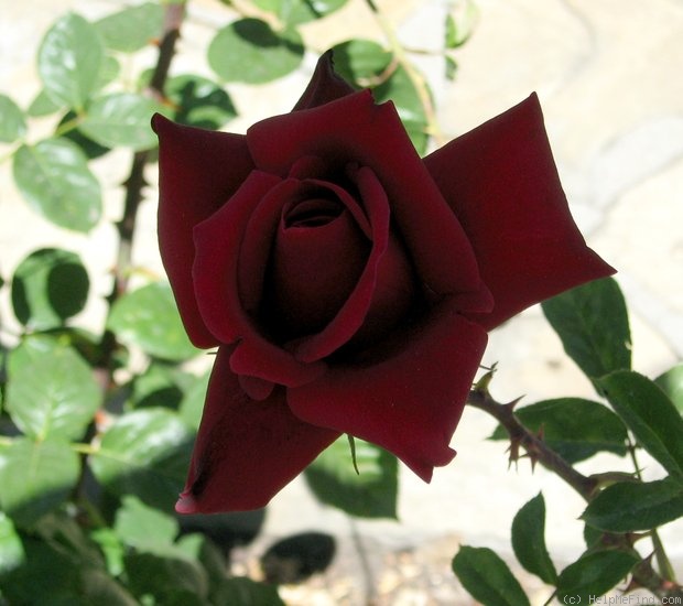 'Konrad Henkel' rose photo