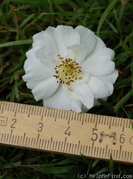 'Rambling Rector' rose photo