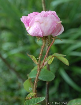 'À Longs Pédoncules (moss, Robert 1854)' rose photo